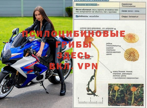 a pvp Белокуриха
